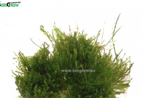 Vesicularia Ferriei