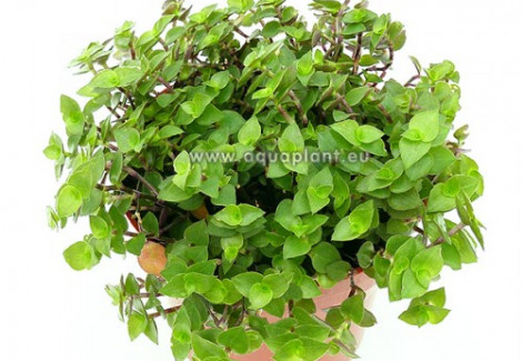 Yamiplant - Pot 12 Cm - Pet Candy Rich In Calcium, Vitamins And Fibers (For Rodents, Reptiles, And Birds)