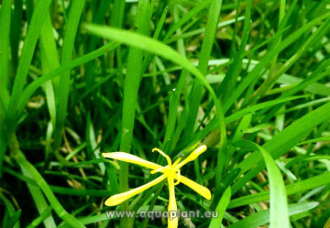 Zosterella Dubia (Not Rooted)