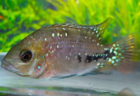 Vieja Melanura Synspilum M