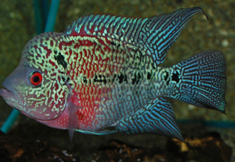 Cichlidae Sp. Flowerhorn Red S