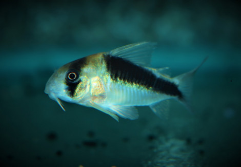 Corydoras Sp. Cw106 L