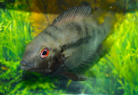 Mayaheros Urophthalmus  S/M