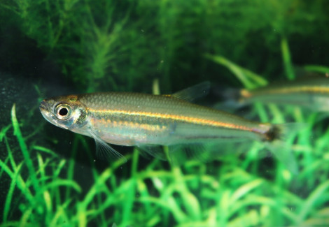 Iguanodectes Spilurus L
