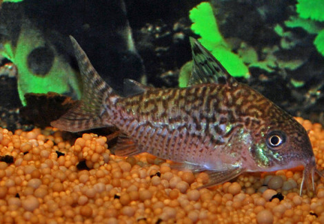 Corydoras Cf. Sodalis Xl
