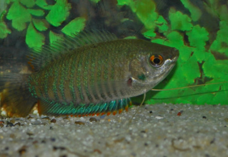 Colisa Fasciata L