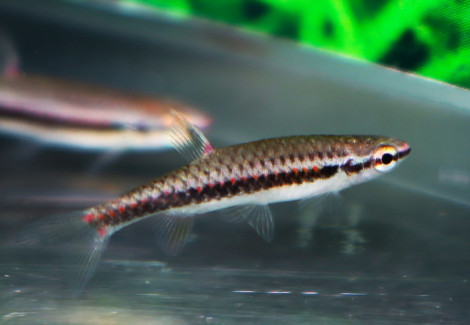 Copella Nigrofasciata S/M