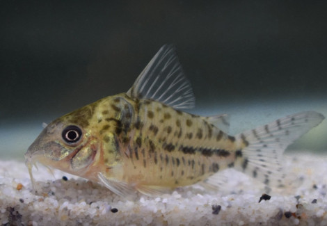 Corydoras Sp. C018 L