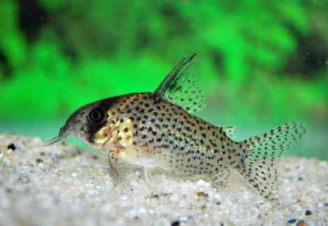 Corydoras Kanei S