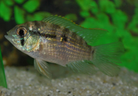 Andinoacara Pulcher S