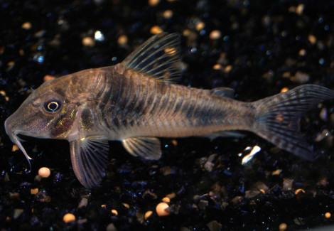 Corydoras Ellisae M