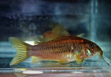 Corydoras Aeneus Peru Red L