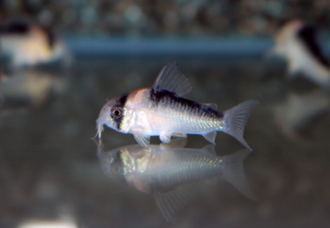 Corydoras Duplicareus M/L