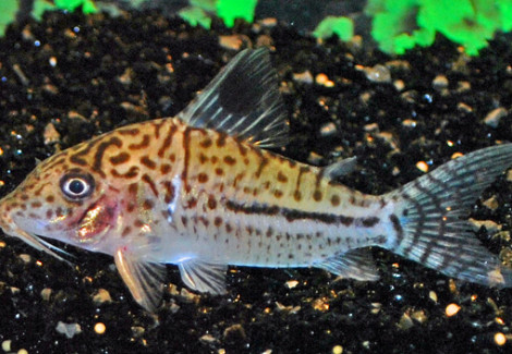 Corydoras Leopardus L