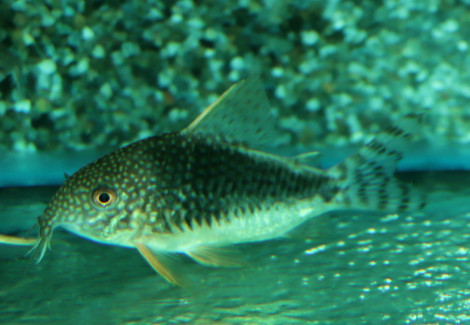 Corydoras Gossei M
