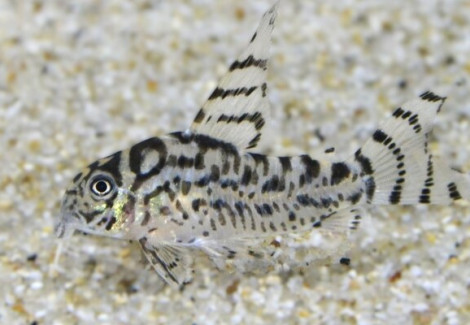 Corydoras (Hoplisoma) Sp. Cw111 S/M