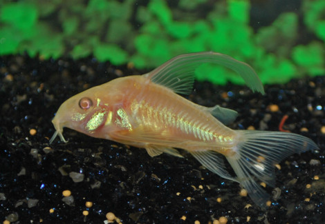 Corydoras Paleatus Albino Longfin S