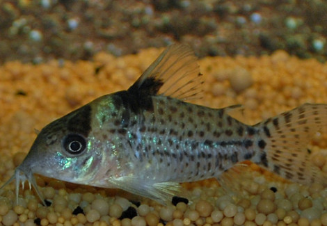 Corydoras Punctatus M/L