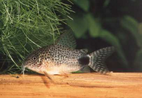 Corydoras Similis L