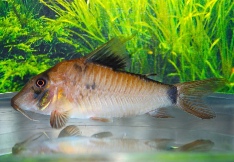 Corydoras Simulatus L