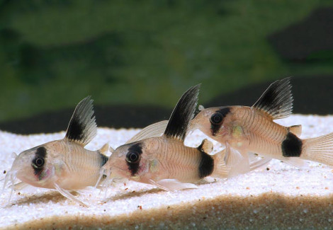 Corydoras Panda Longfin S/M