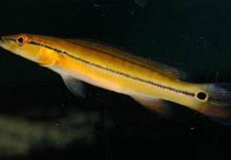 Crenicichla Xingu 1 M