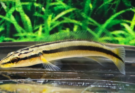 Crenicichla Zebrina S