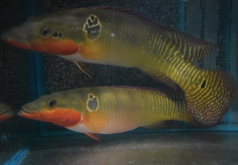 Crenicichla Zebrina M/L