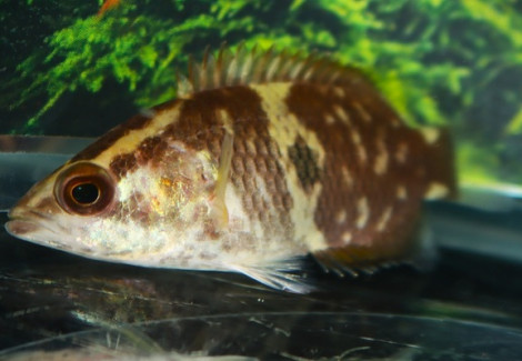 Ctenopoma Maculatum M