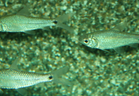 Curimatopsis Macrolepis L