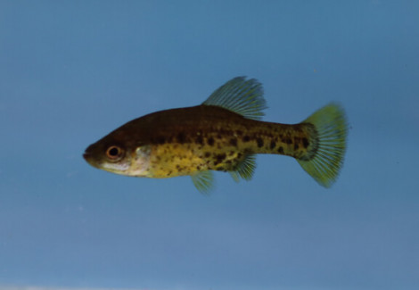 Chapalichthys Pardalis L