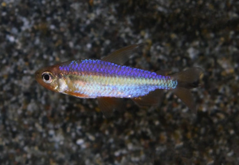 Alestopetersius Brichardi L