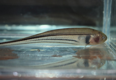 Eigenmannia Trilineata M/L