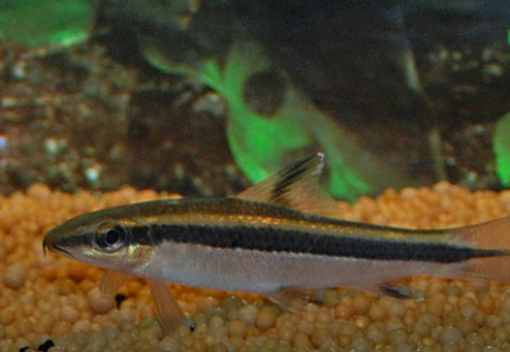 Epalzeorhynchos Kalopterus L