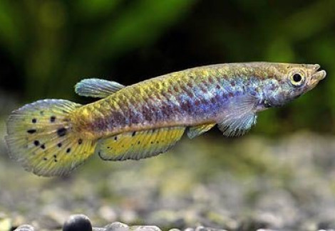 Epiplatys Spilargyreius M