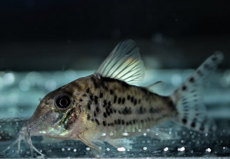 Corydoras Vittatus M