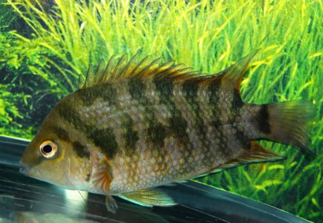 Amatitlania Kanna M