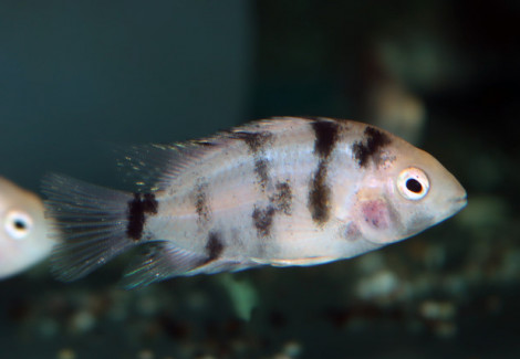 Amatitlania Nigrofasciata Marble S