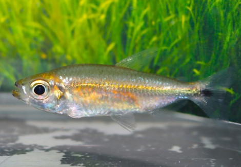 Alestoptersius Taeniatus M