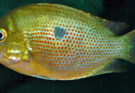 Etroplus Maculatus S/M