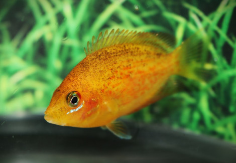 Etroplus Maculatus S