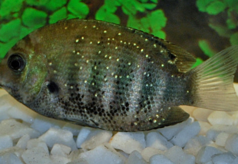 Etroplus Suratensis S