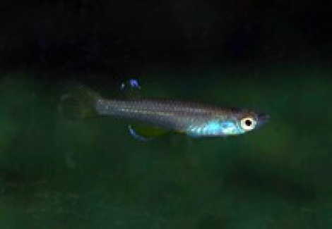 Foerschichthys Flavipinnis M