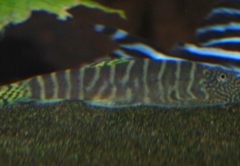 Gastromyzon Viriosus M