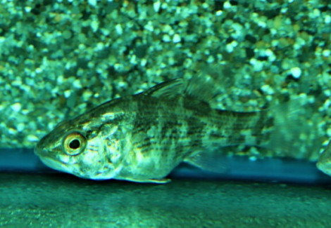 Glossamia Aprion M