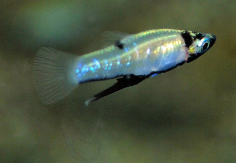 Girardinus Metallicus M