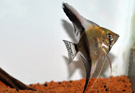 Gymnochanda Ploegi M