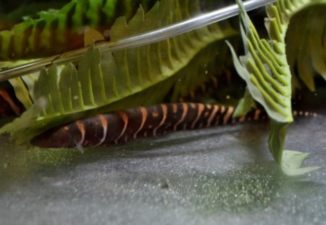 Gymnotus Stenoleucus M