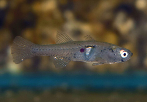 Gobiopterus Chuno L