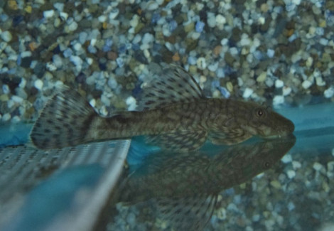Ancistrus Triradiatus M